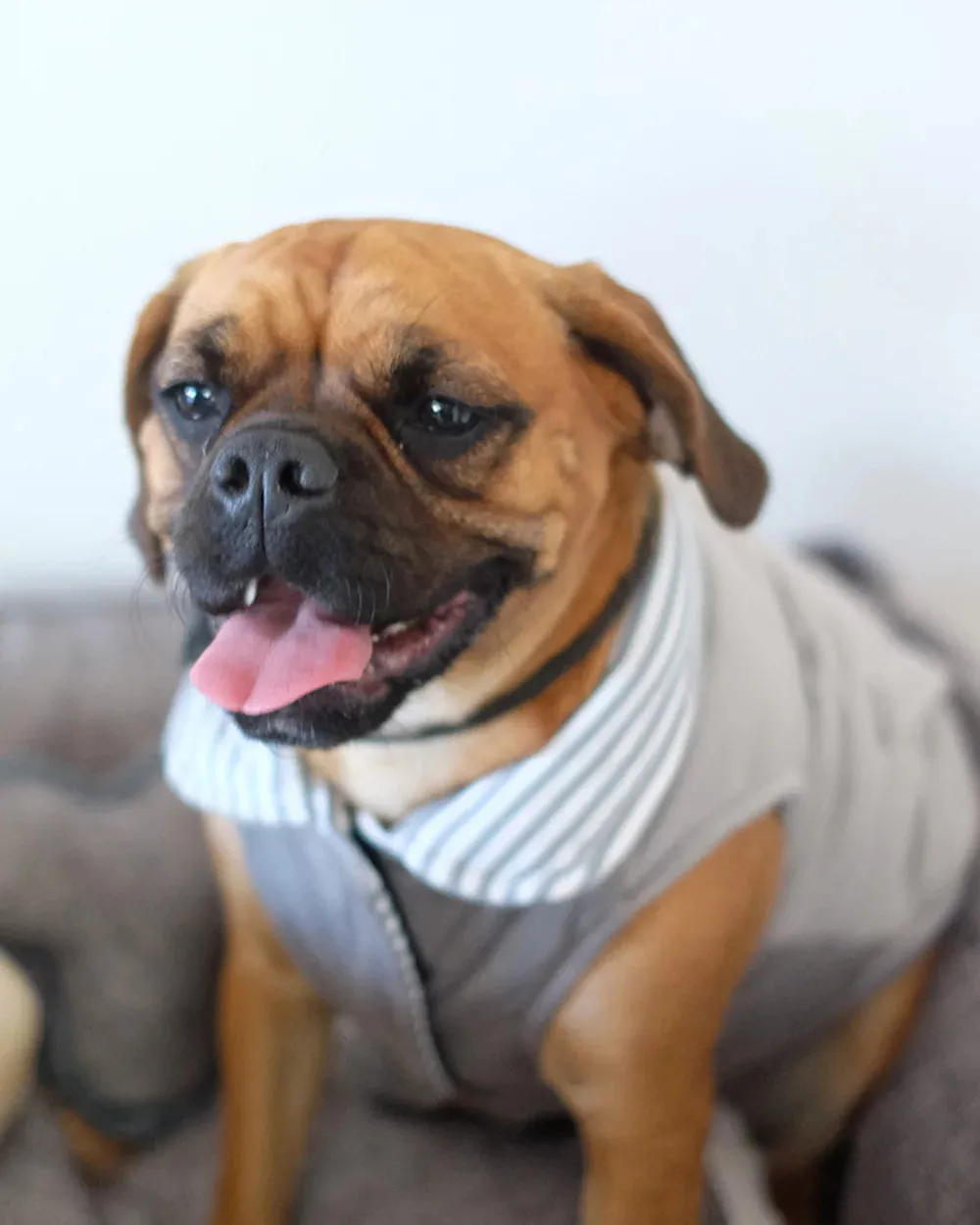 Louie Living | Reversible Light Dog Sweater